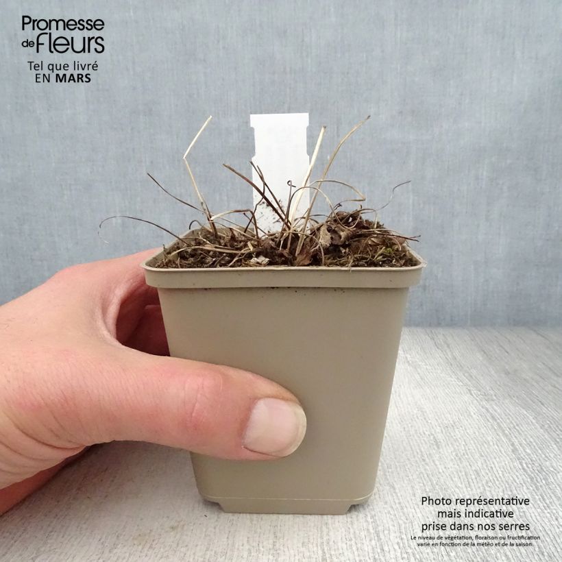 Sanícula hembra Florence - Astrantia major Maceta de 8/9 cm Ejemplar entregado en la primavera