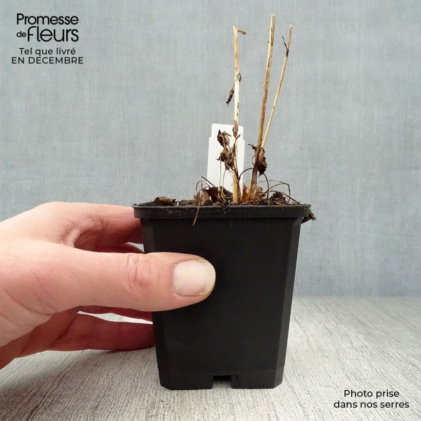 Sanícula hembra Moulin Rouge - Astrantia major Maceta de 8/9 cm Ejemplar entregado en invierno