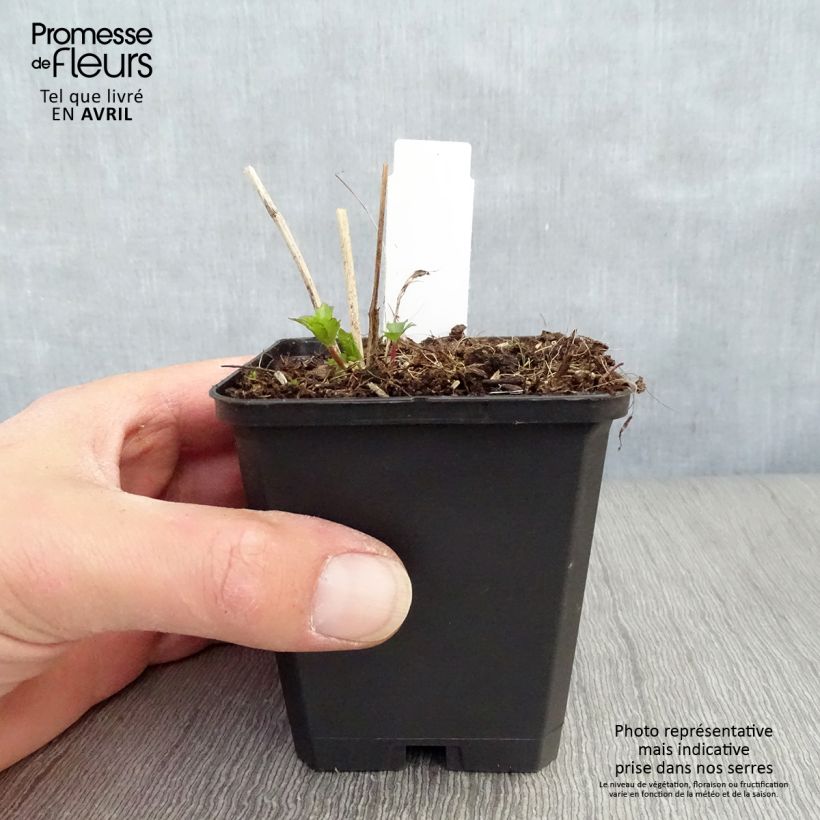 Sanícula hembra Moulin Rouge - Astrantia major Maceta de 8/9 cm Ejemplar entregado en la primavera