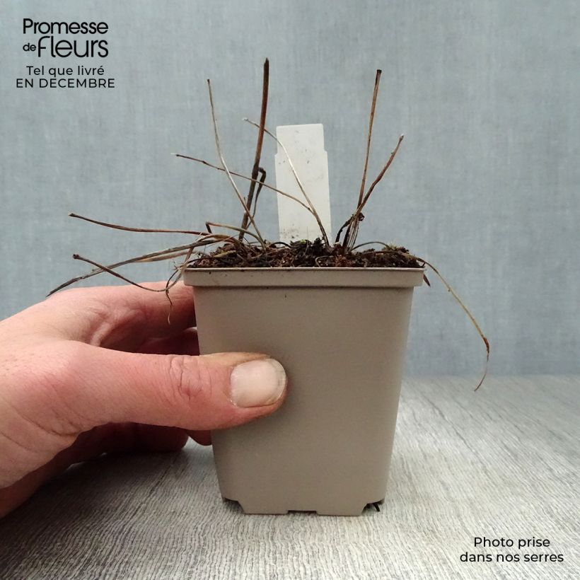 Sanícula hembra Pink Pride - Astrantia major Maceta de 8/9 cm Ejemplar entregado en invierno