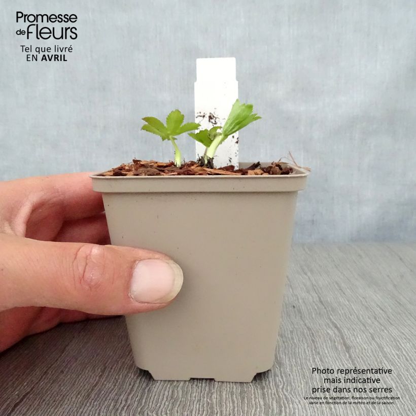 Sanícula hembra Pink Sensation - Astrantia major Maceta de 8/9 cm Ejemplar entregado en la primavera