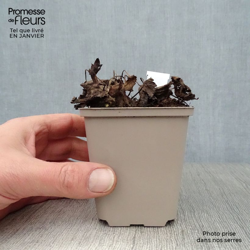 Sanícula hembra Primadonna - Astrantia major Maceta de 8/9 cm Ejemplar entregado en invierno