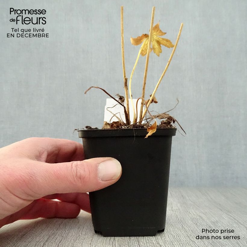 Sanícula hembra Roma - Astrantia major Maceta de 8/9 cm Ejemplar entregado en invierno