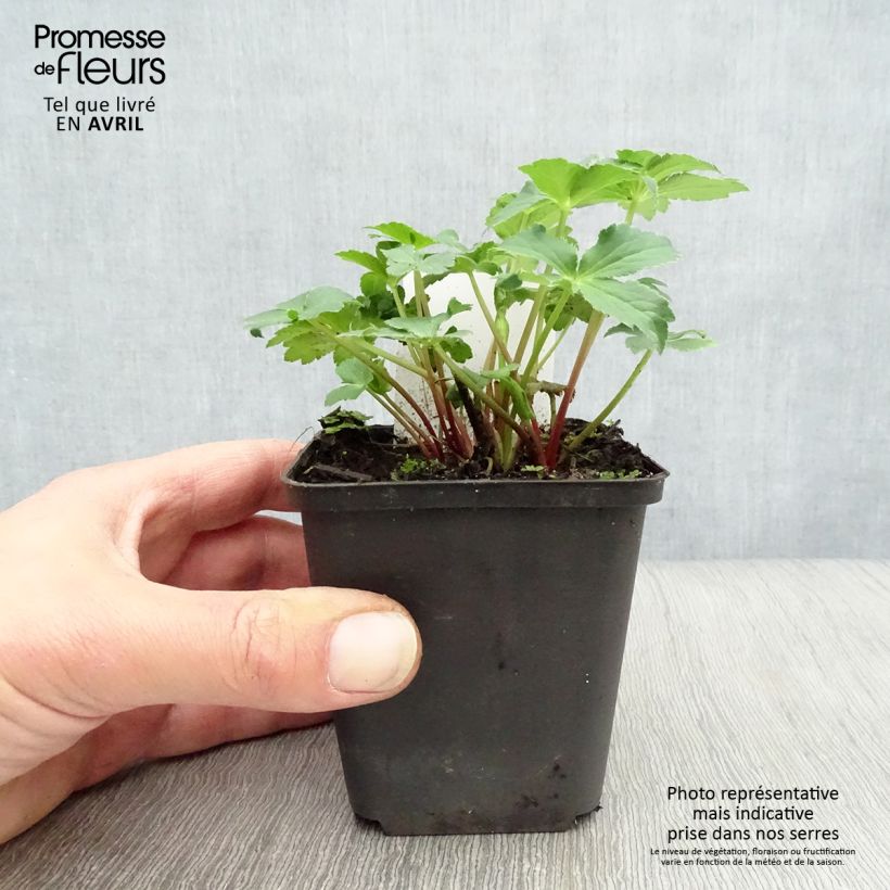 Sanícula hembra Roma - Astrantia major Maceta de 8/9 cm Ejemplar entregado en la primavera