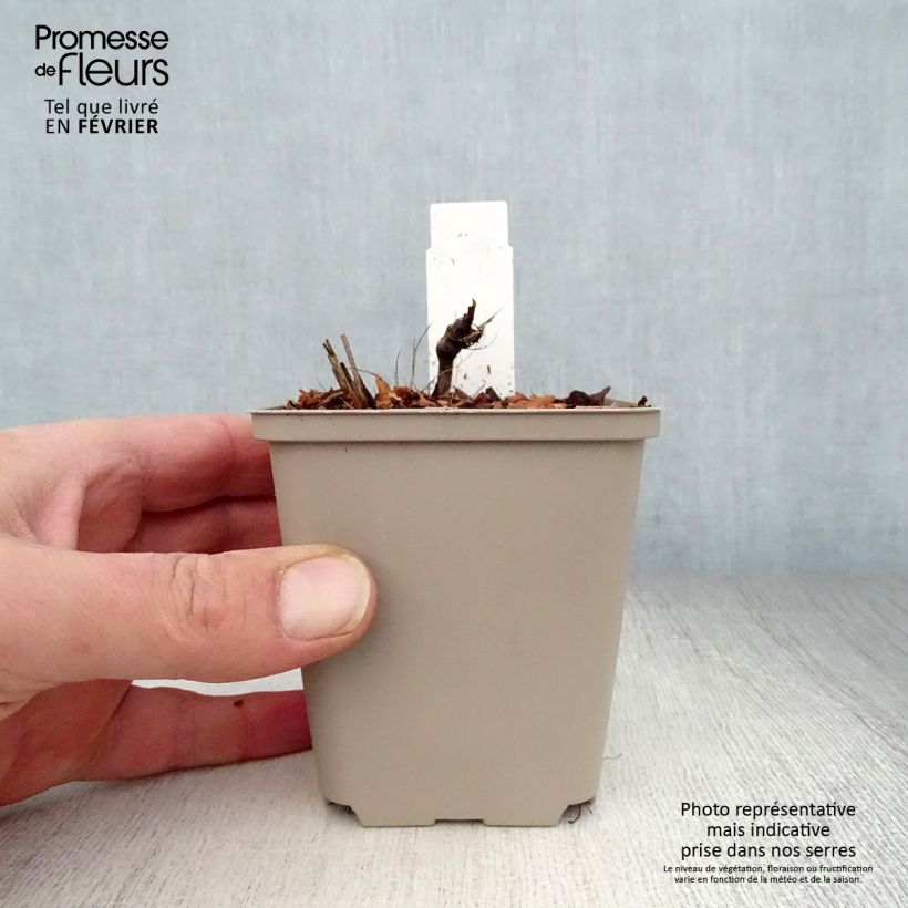 Sanícula hembra Rosea - Astrantia major Maceta de 8/9 cm Ejemplar entregado en invierno