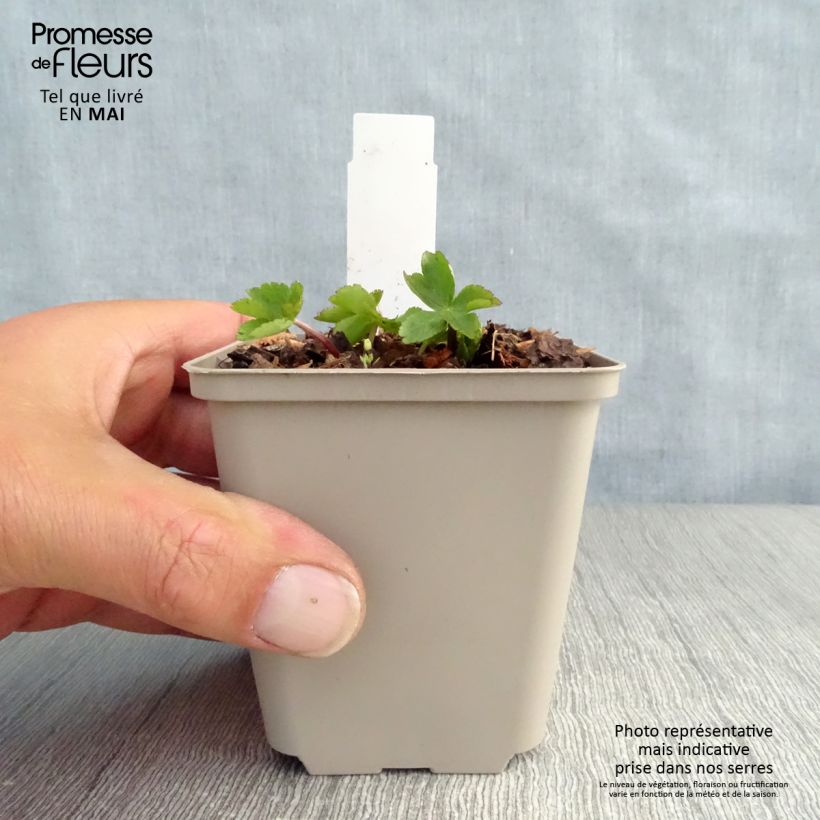 Sanícula hembra Rosea - Astrantia major Maceta de 8/9 cm Ejemplar entregado en la primavera