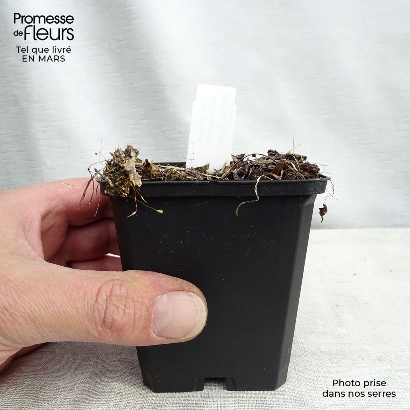 Sanícula hembra Rosensinfonie - Astrantia major Maceta de 8/9 cm Ejemplar entregado en la primavera