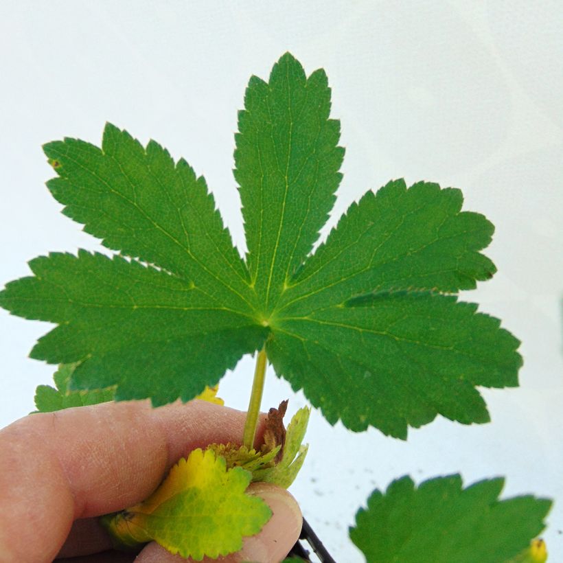Sanícula hembra Rubra - Astrantia major (Follaje)