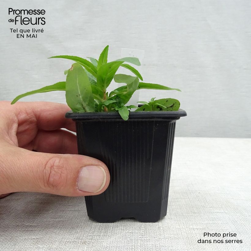 Sanícula hembra Rubra - Astrantia major Maceta de 8/9 cm Ejemplar entregado en la primavera