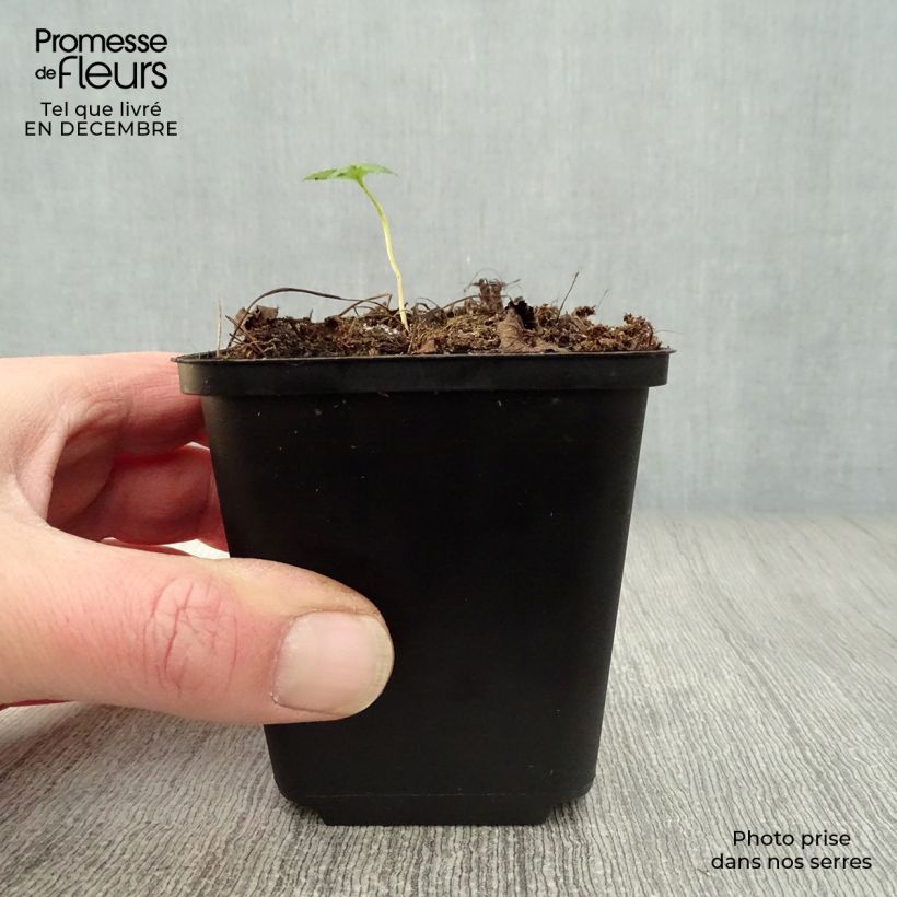 Sanícula hembra Rubra - Astrantia major Maceta de 8/9 cm Ejemplar entregado en invierno