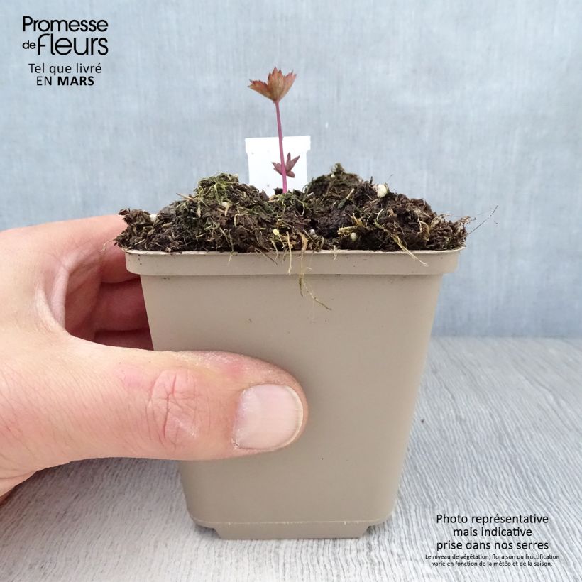 Sanícula hembra Ruby Star - Astrantia major Maceta de 8/9 cm Ejemplar entregado en la primavera