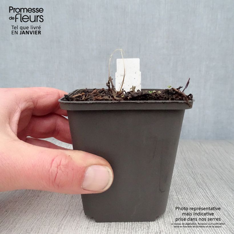 Sanícula hembra Ruby Wedding - Astrantia major Maceta de 8/9 cm Ejemplar entregado en invierno