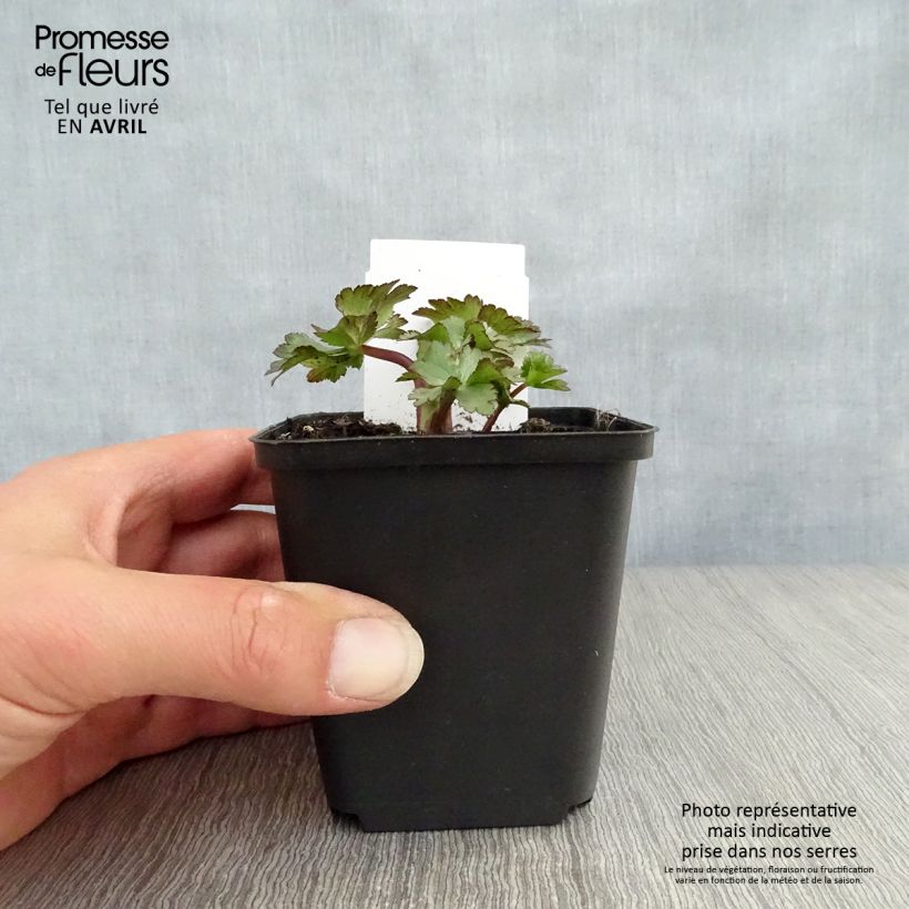 Sanícula hembra Ruby Wedding - Astrantia major Maceta de 8/9 cm Ejemplar entregado en la primavera