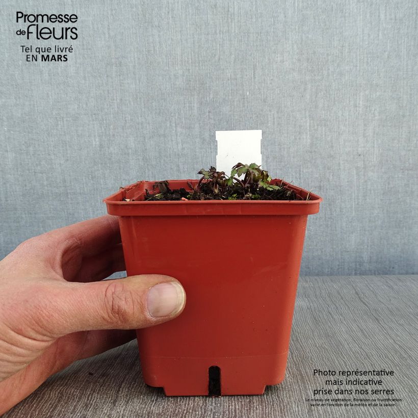 Sanícula hembra Ruby Wedding - Astrantia major Maceta 1L/1,5L Ejemplar entregado en invierno