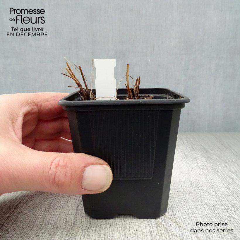 Sanícula hembra Shaggy - Astrantia major Maceta de 8/9 cm Ejemplar entregado en invierno