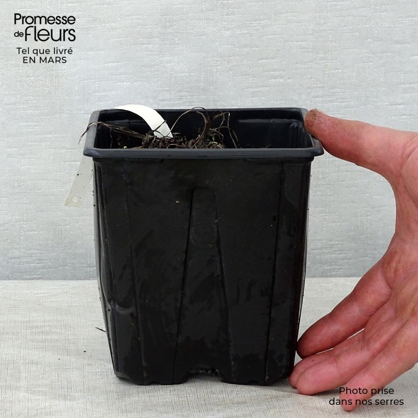 Sanícula hembra Shaggy - Astrantia major Maceta 2L/3L Ejemplar entregado en la primavera