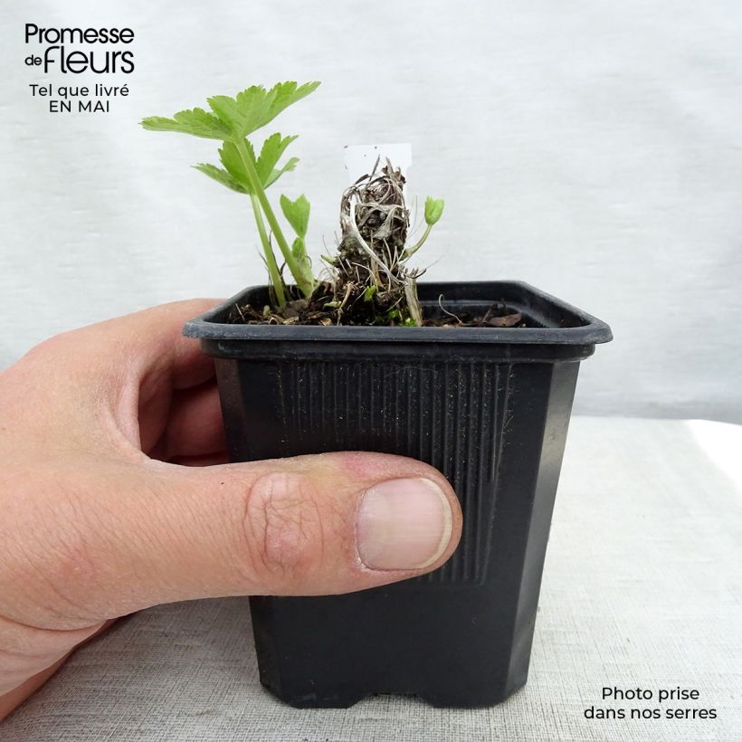 Sanícula hembra Shaggy - Astrantia major Maceta de 8/9 cm Ejemplar entregado en la primavera