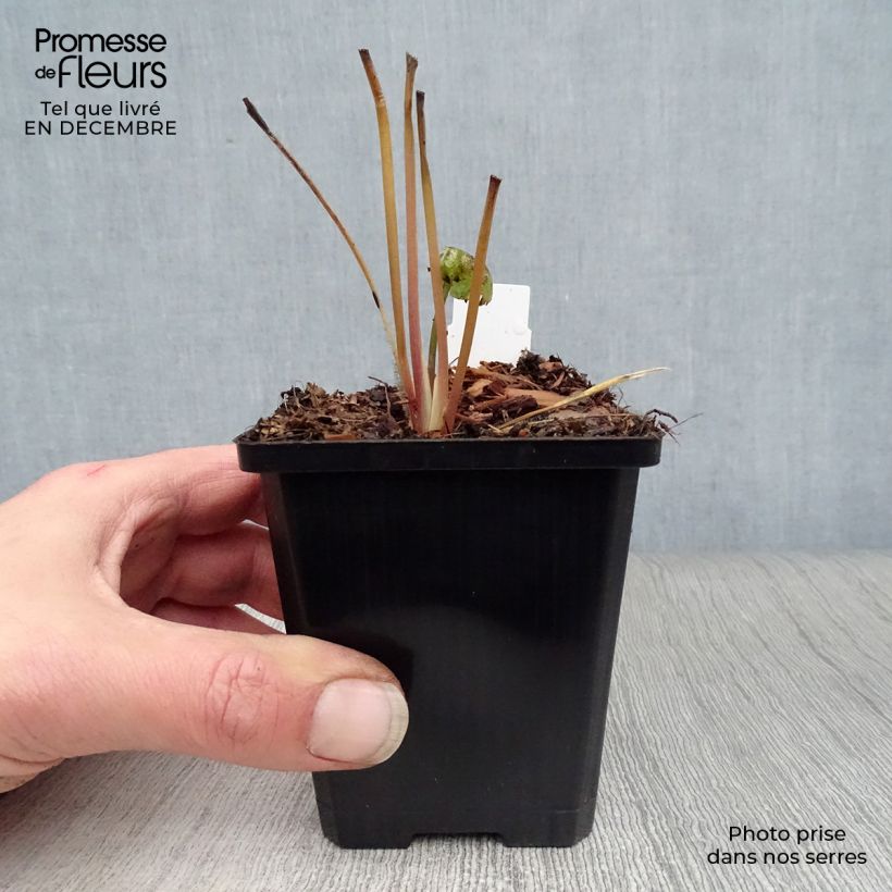 Sanícula hembra Star of Beauty - Astrantia major Maceta de 8/9 cm Ejemplar entregado en invierno