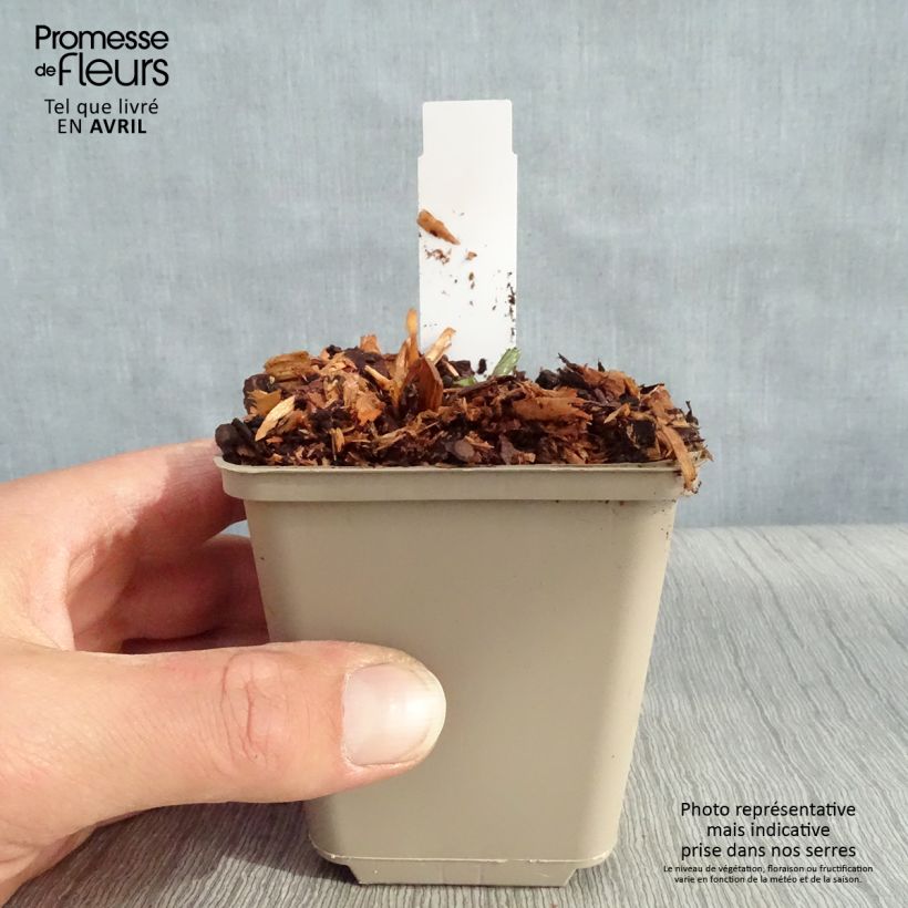 Sanícula hembra Star of Beauty - Astrantia major Maceta de 8/9 cm Ejemplar entregado en la primavera