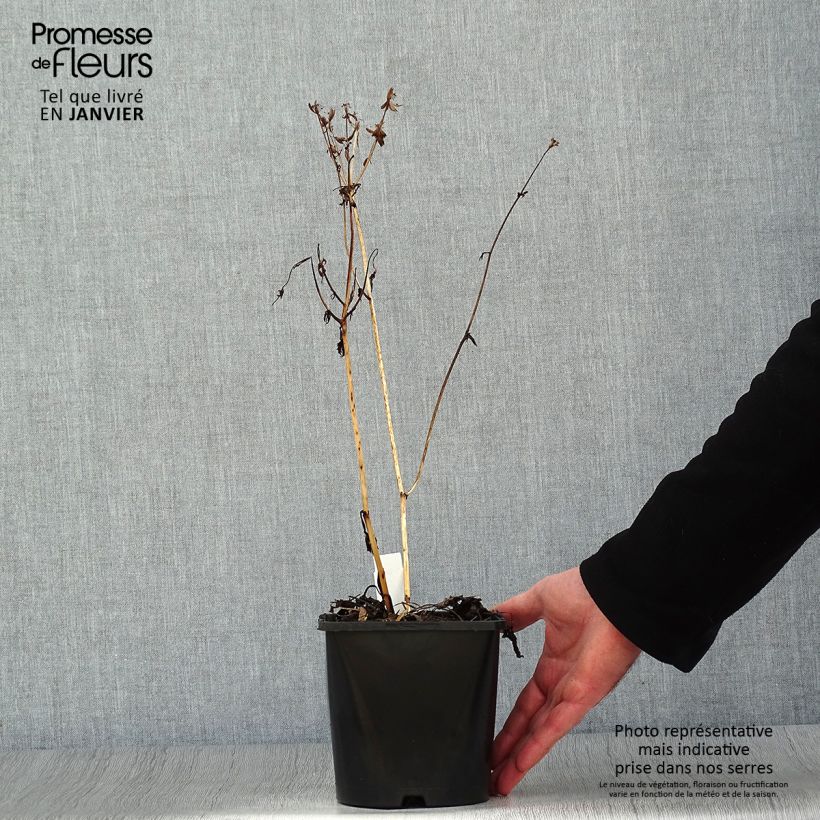 Sanícula hembra Star of Beauty - Astrantia major Maceta 1,5L/2L Ejemplar entregado en invierno