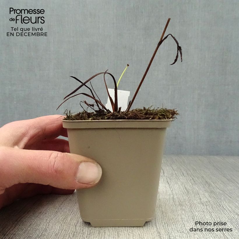 Sanícula hembra Star of Passion - Astrantia major Maceta de 8/9 cm Ejemplar entregado en invierno