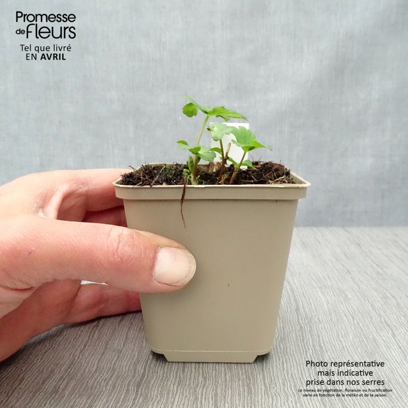 Sanícula hembra Star of Passion - Astrantia major Maceta de 8/9 cm Ejemplar entregado en la primavera