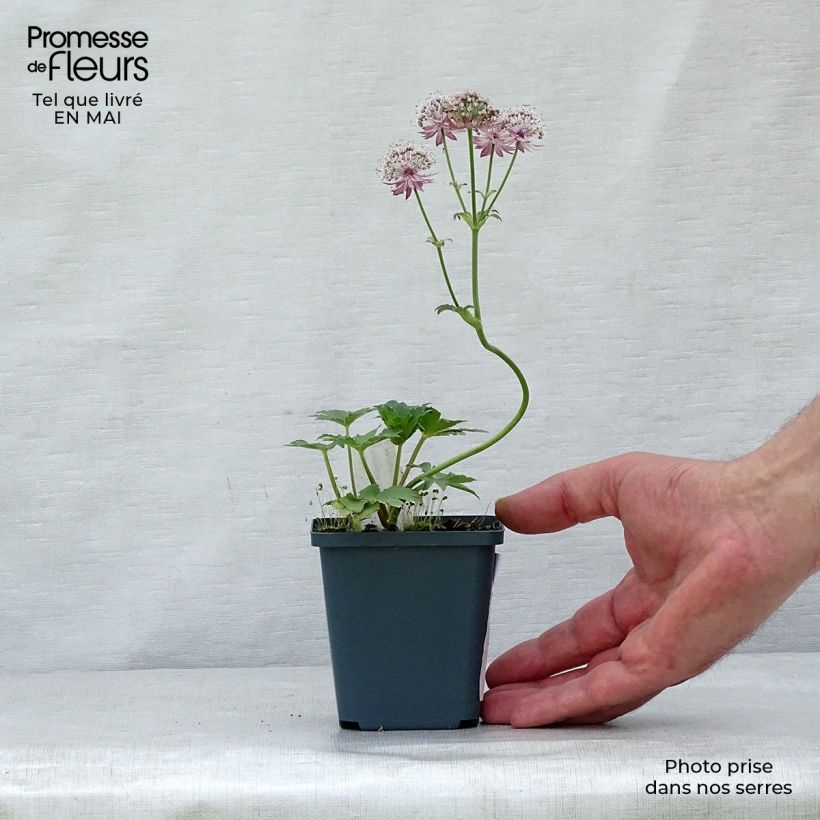 Sanícula hembra Star of Treasure - Astrantia major Maceta de 8/9 cm Ejemplar entregado en la primavera
