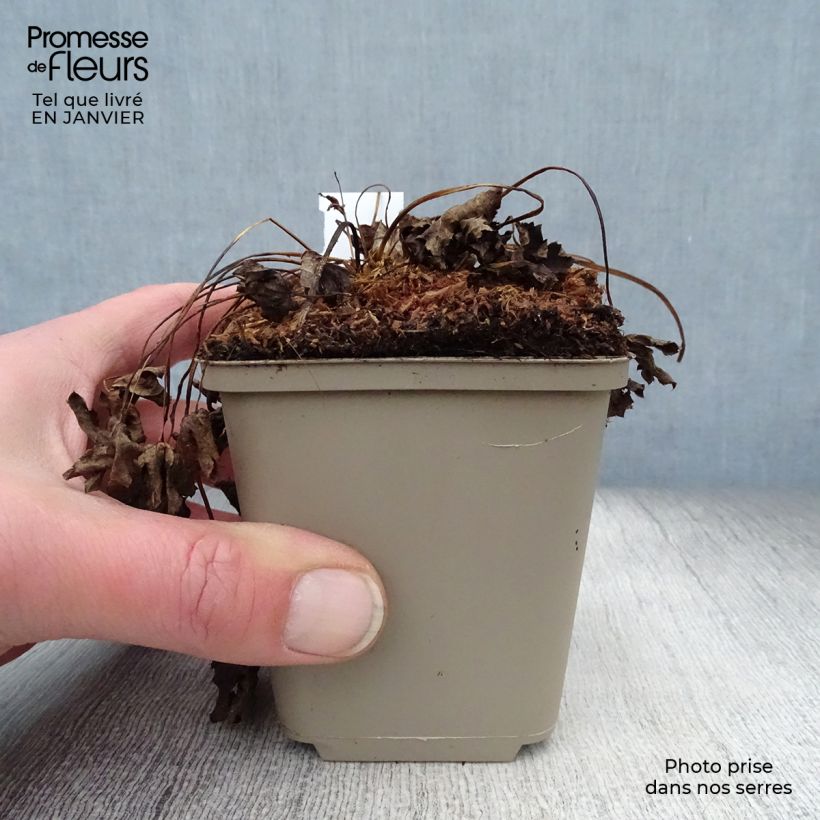 Sanícula hembra Super Star - Astrantia major Maceta de 8/9 cm Ejemplar entregado en invierno