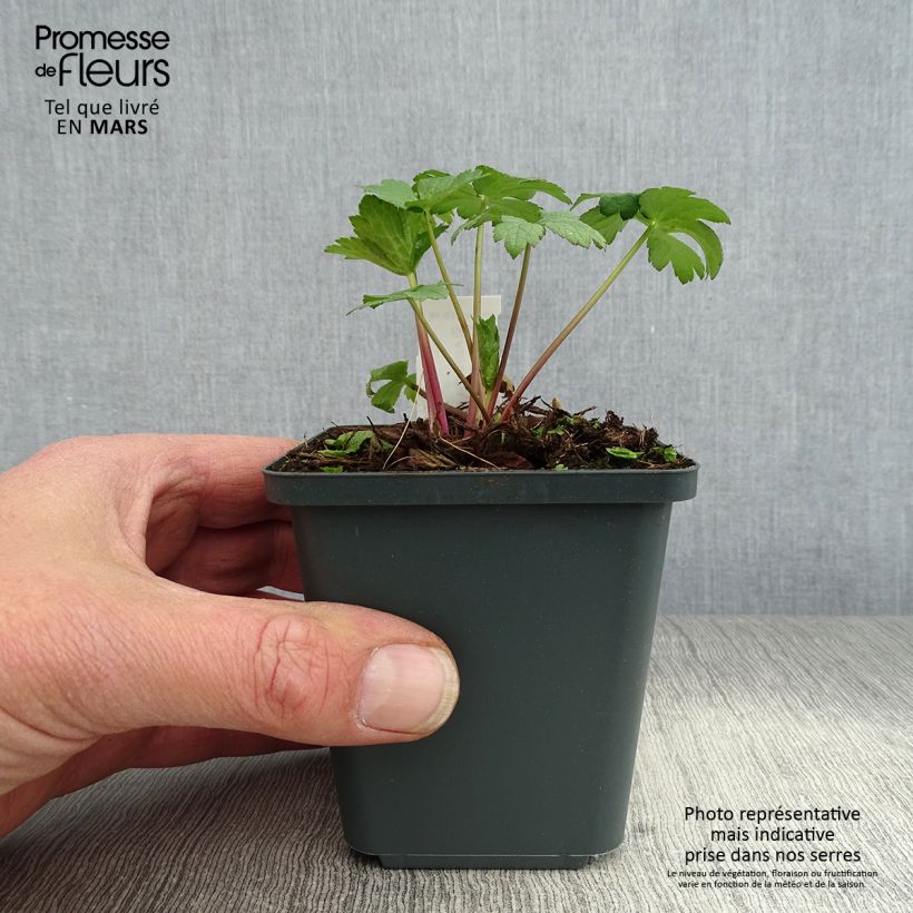 Sanícula hembra Super Star - Astrantia major Maceta de 8/9 cm Ejemplar entregado en la primavera