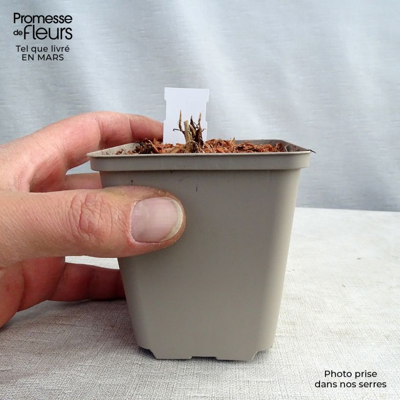 Sanícula hembra White Giant - Astrantia major Maceta de 8/9 cm Ejemplar entregado en la primavera