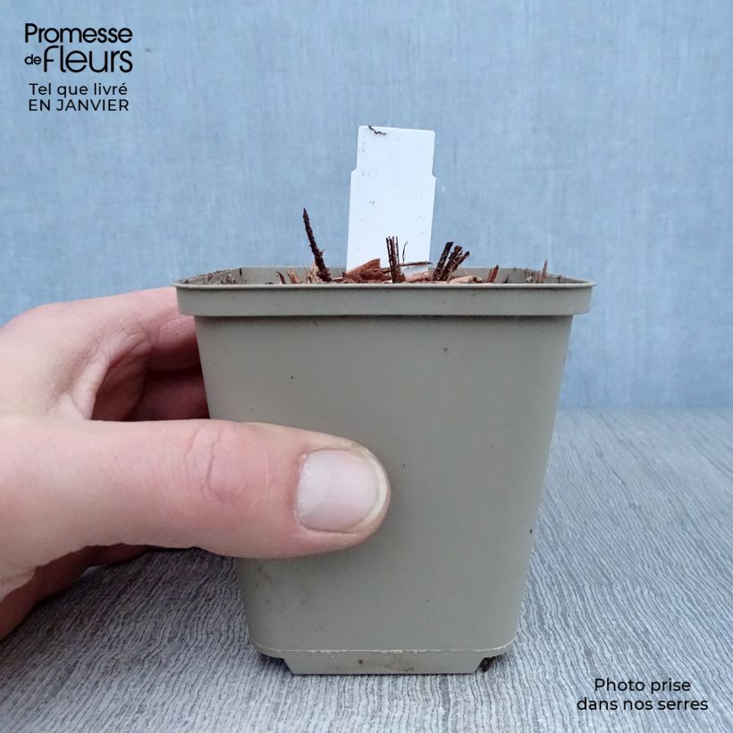 Astrantia maxima - Sanícula Maceta de 8/9 cm Ejemplar entregado en invierno