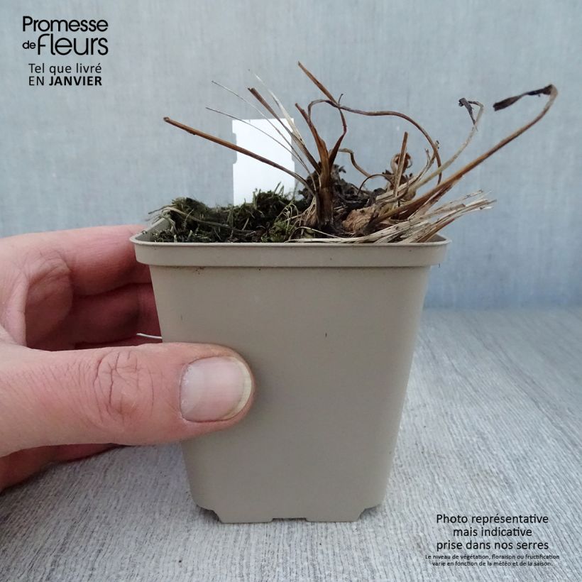 Sanícula hembra Venice - Astrantia major Maceta de 8/9 cm Ejemplar entregado en invierno