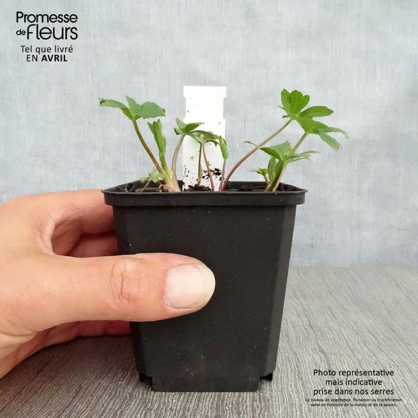 Sanícula hembra Venice - Astrantia major Maceta de 8/9 cm Ejemplar entregado en la primavera