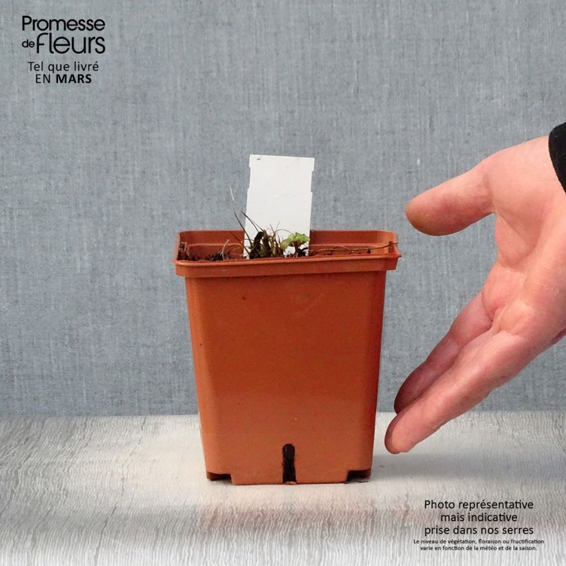 Sanícula hembra Venice - Astrantia major Maceta 1,5L/2L Ejemplar entregado en la primavera