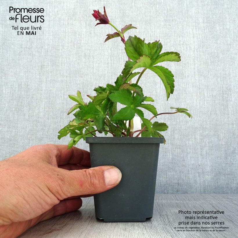 Burgundy Manor Cerise Button - Astrantia major Maceta de 8/9 cm Ejemplar entregado en la primavera