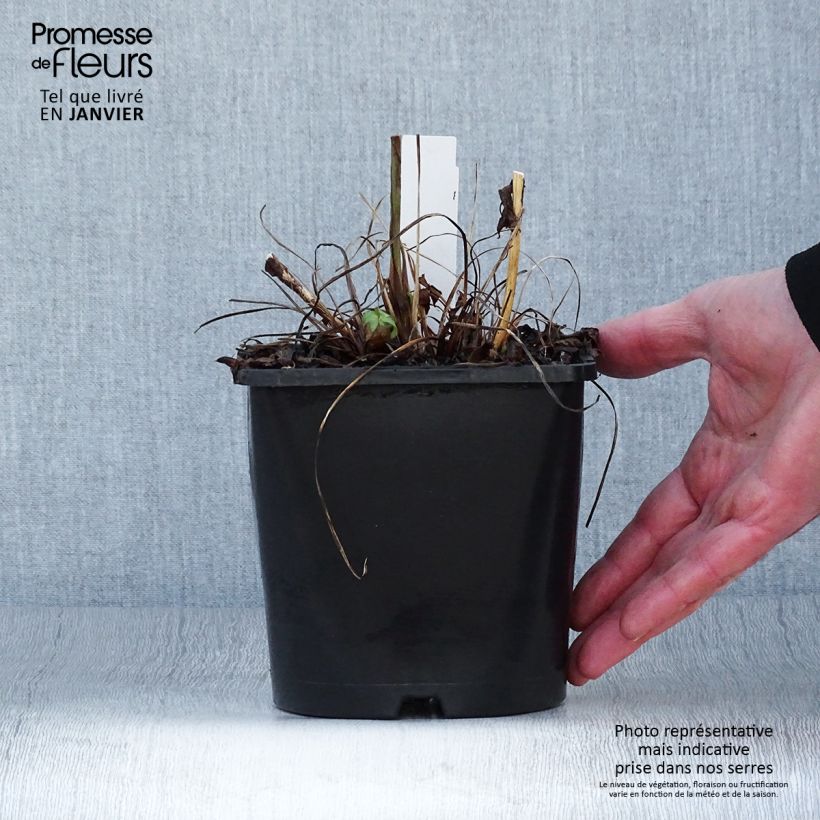 Burgundy Manor Cerise Button - Astrantia major Maceta 2L/3L Ejemplar entregado en invierno