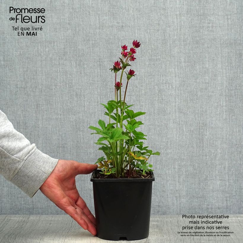 Burgundy Manor Cerise Button - Astrantia major Maceta 2L/3L Ejemplar entregado en la primavera