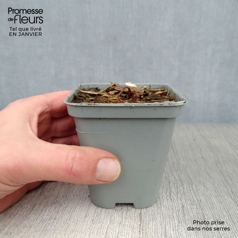 Sanícula hembra - Astrantia major Maceta de 8/9 cm Ejemplar entregado en invierno