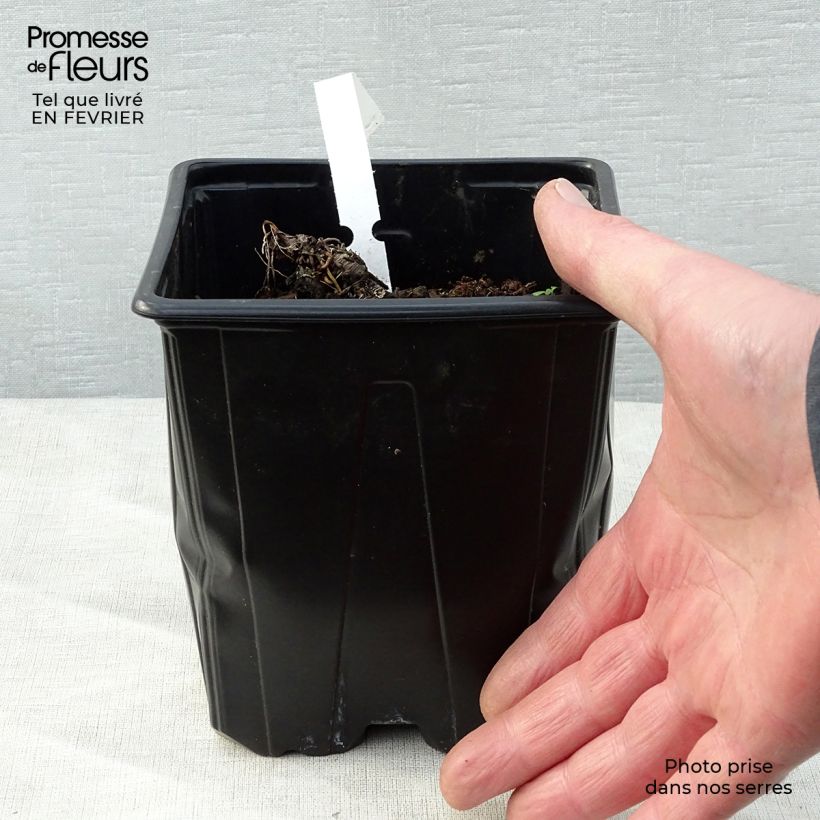 Sanícula hembra - Astrantia major Maceta 2L/3L Ejemplar entregado en invierno