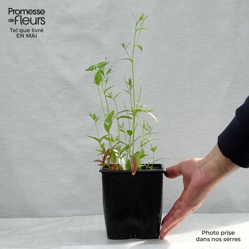 Sanícula hembra - Astrantia major Maceta 2L/3L Ejemplar entregado en la primavera