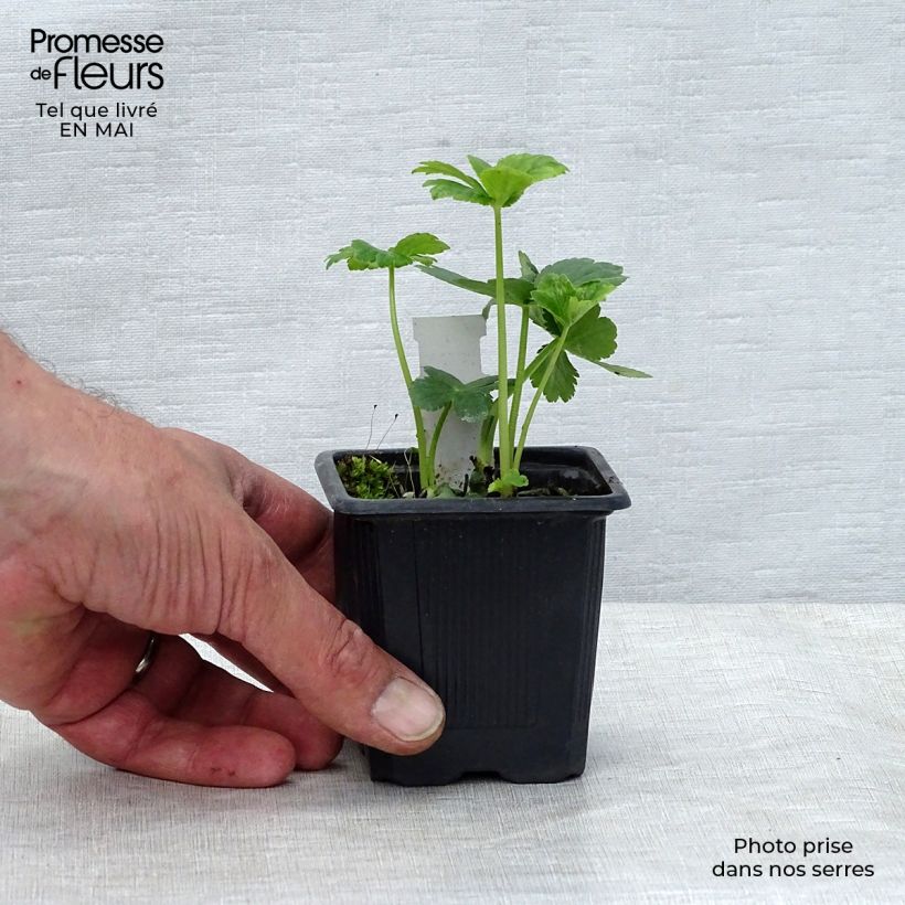 Sanícula hembra - Astrantia major Maceta de 8/9 cm Ejemplar entregado en la primavera