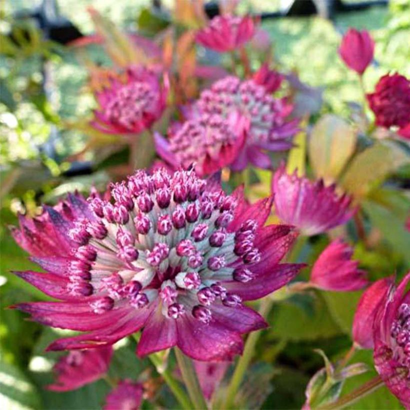 Sanícula hembra Star of Treasure - Astrantia major (Floración)