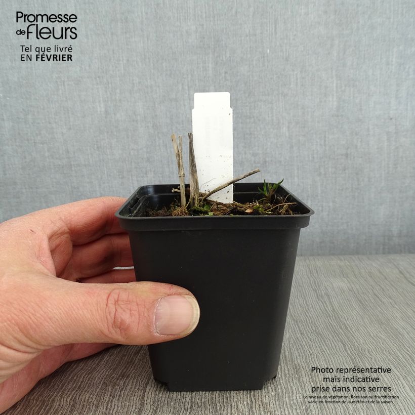 Sanícula hembra Washfield - Astrantia major Maceta de 8/9 cm Ejemplar entregado en invierno