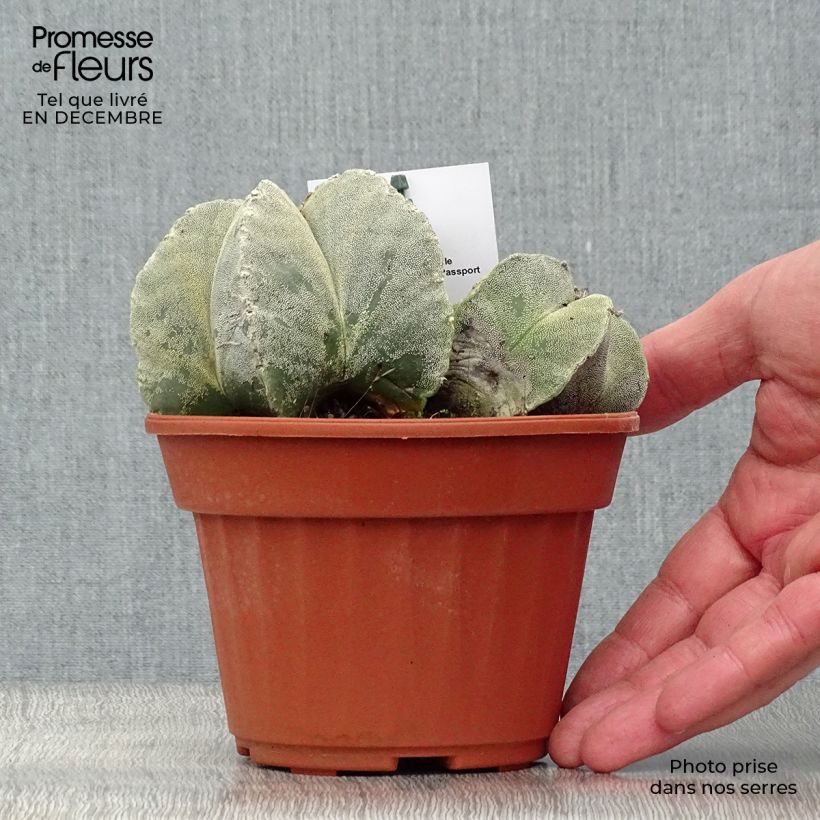 Astrophytum myriostigma Maceta de 12 cm / 13 cm Ejemplar entregado en invierno