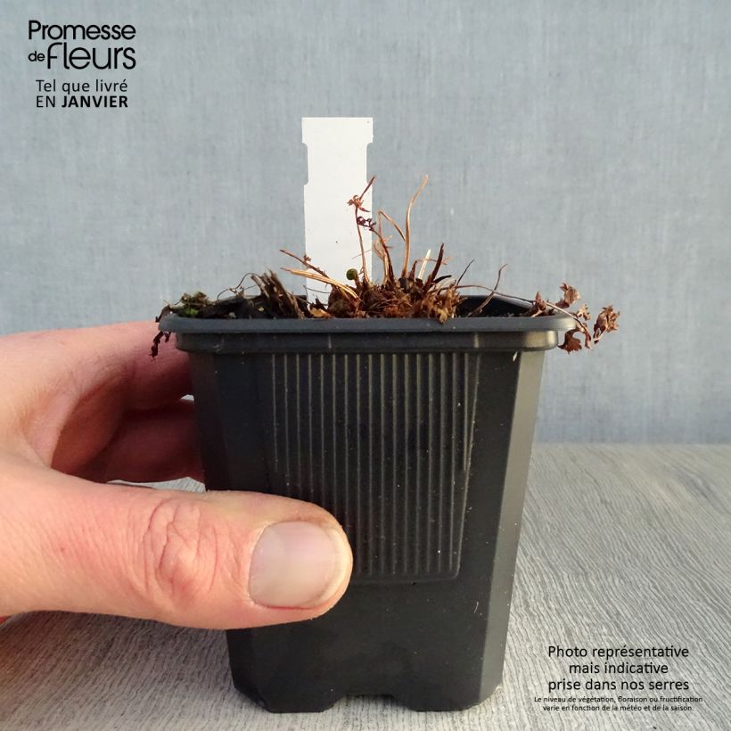 Athyrium filix-femina - Helecho hembra Maceta de 8/9 cm Ejemplar entregado en invierno