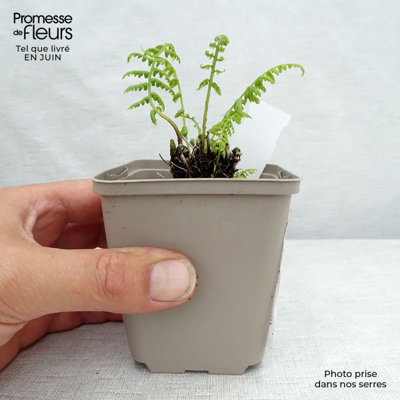Ejemplar de Athyrium filix-femina Lady in Red - Helecho hembra Maceta de 8/9 cm entregado en verano