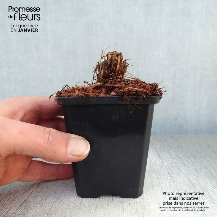 Athyrium filix-femina Lady in Red - Helecho hembra Maceta de 8/9 cm Ejemplar entregado en invierno