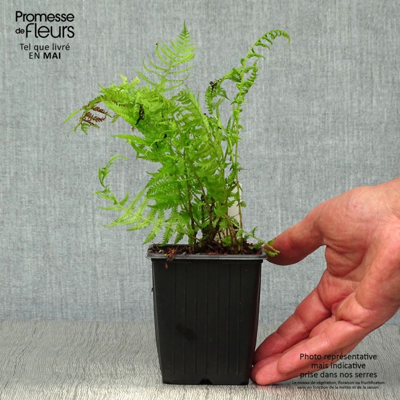 Athyrium filix-femina Lady in Red - Helecho hembra Maceta de 8/9 cm Ejemplar entregado en la primavera