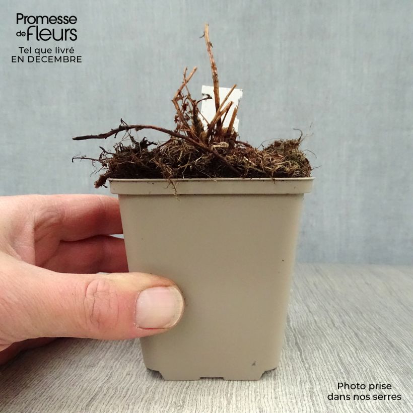 Athyrium filix-femina Victoriae - Helecho hembra Maceta de 8/9 cm Ejemplar entregado en invierno