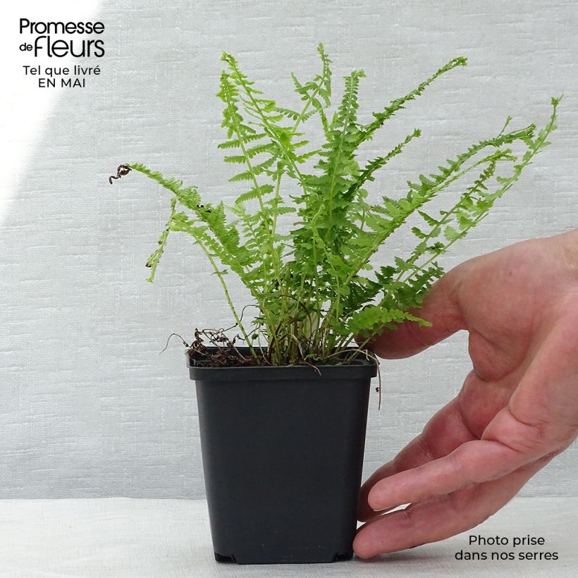 Athyrium filix-femina Victoriae - Helecho hembra Maceta de 8/9 cm Ejemplar entregado en la primavera